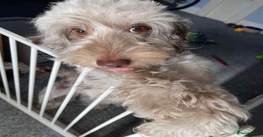 Cockapoo dogs - Advert 4