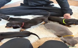 Miniature Dachshund dogs for sale: Miniature dachshund  - Image 2