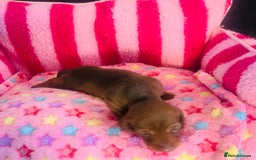 Miniature Dachshund dogs for sale: Stunning minature dachshund puppies - Image 7