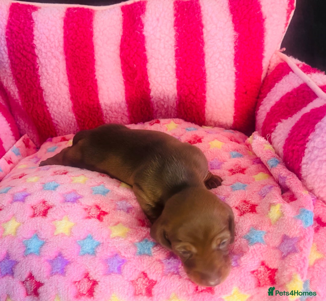 Miniature Dachshund dogs for sale: Stunning minature dachshund puppies - Image 7