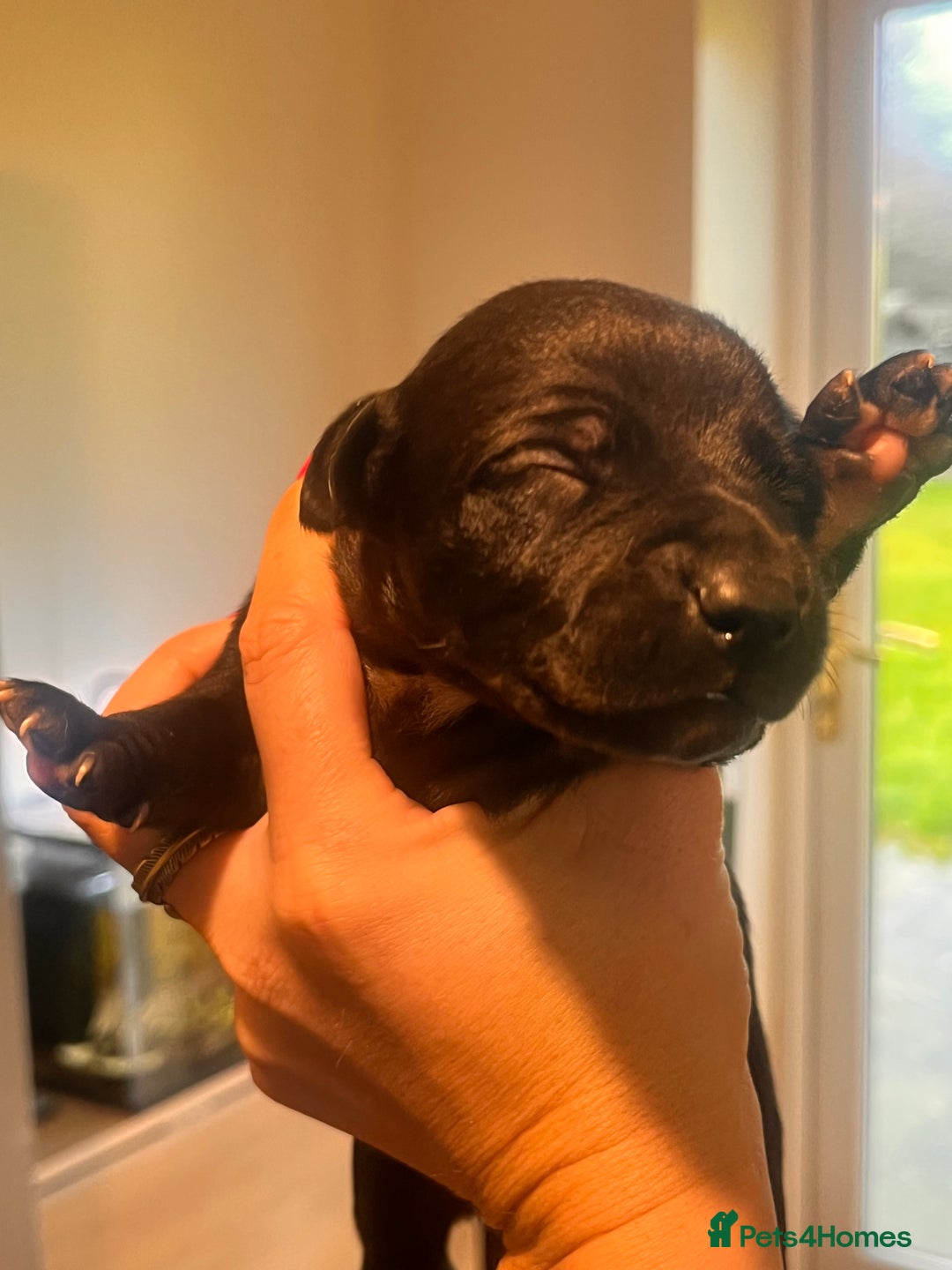 Whippet dogs for sale: Champion KC whippet puppies  - Advert 18