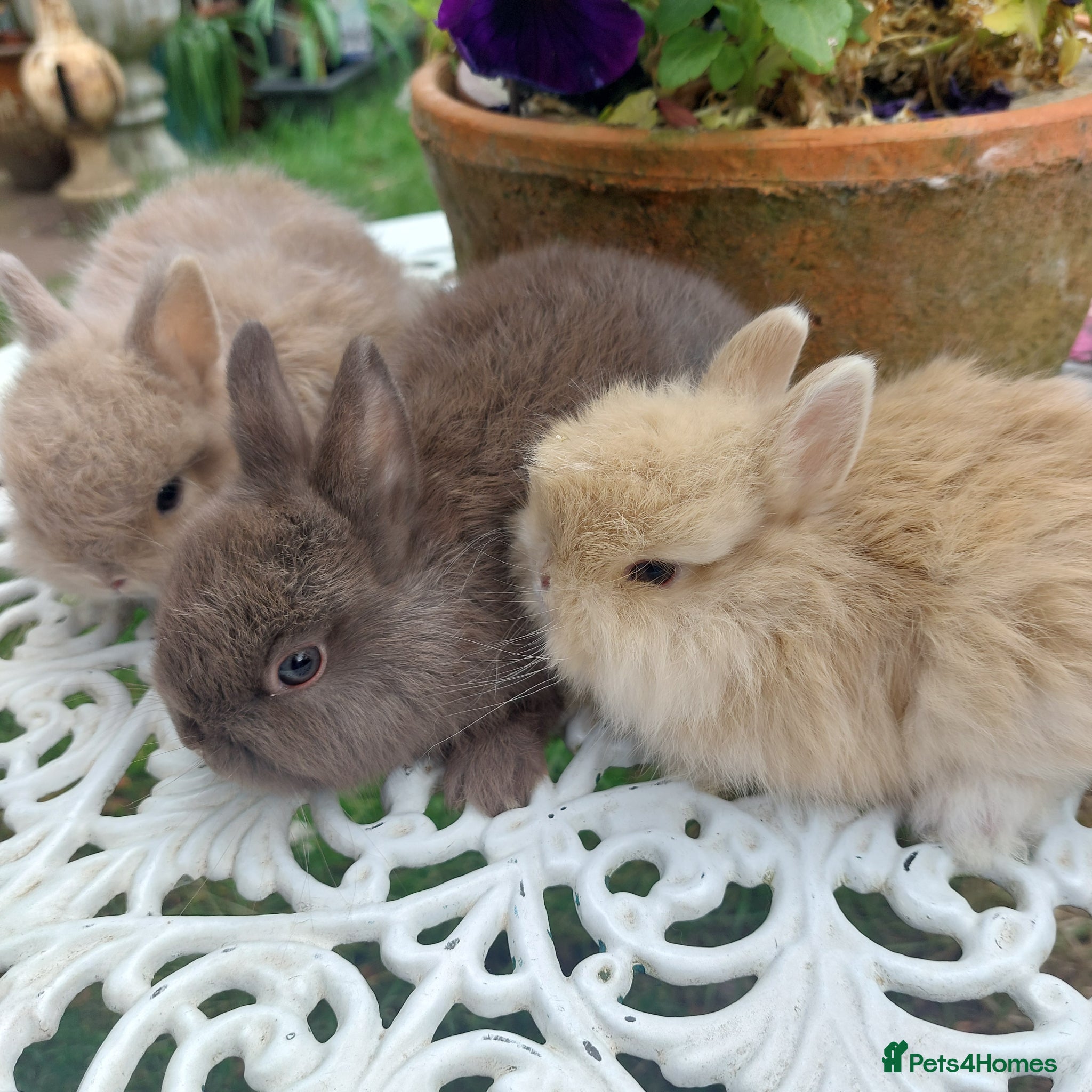 Netherland Dwarf rabbits for sale: NEATHERLAND DWARF BABIES  - Advert 11