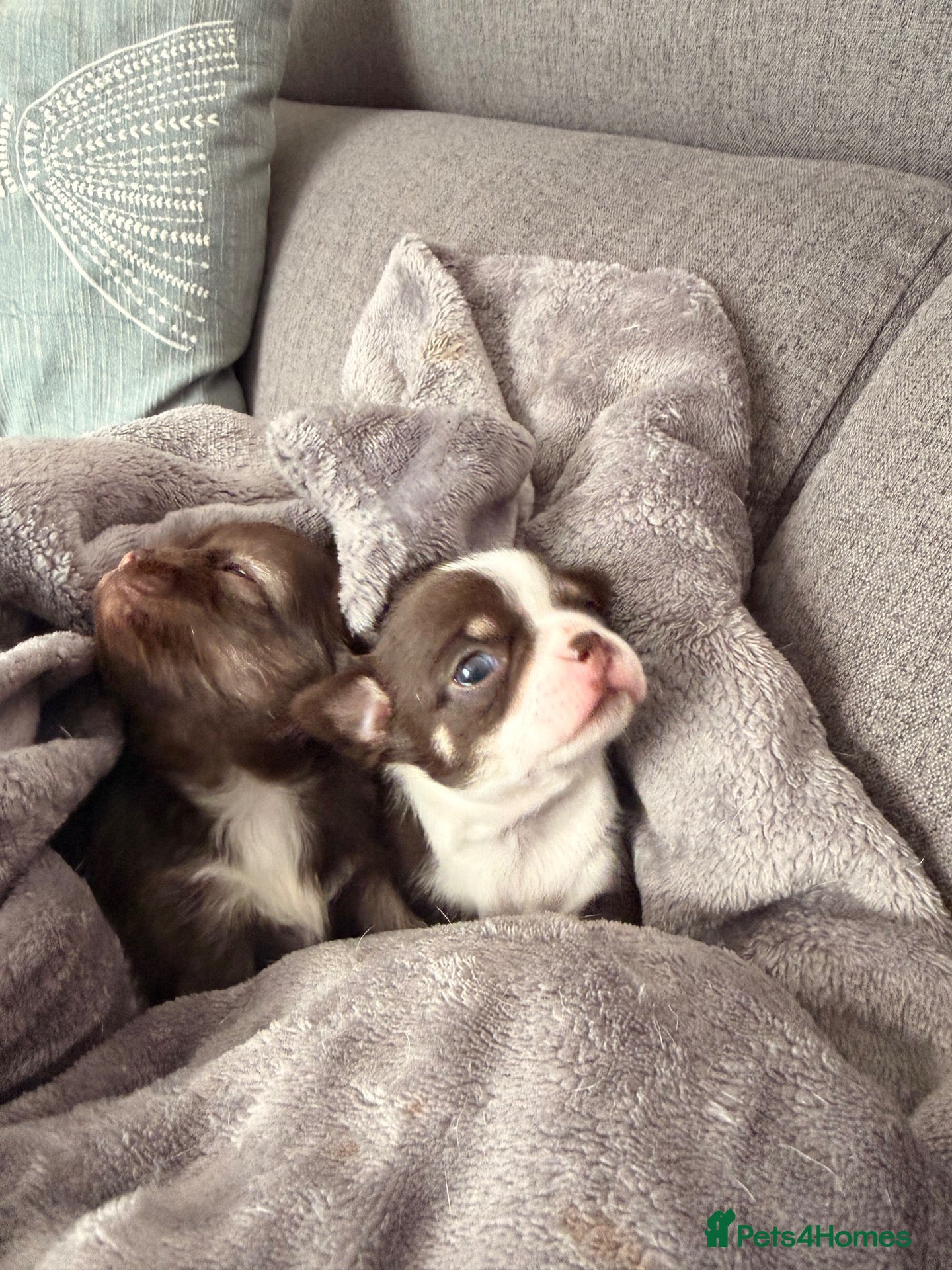 Chihuahua dogs 🔥  **  Chihuahua puppy's 🔥 - Advert 1