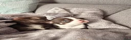 Chihuahua dogs for sale: 🔥  **  Chihuahua puppy's 🔥 in Warrington - Advert 3