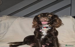 Cocker Spaniel dogs for sale: Working Cocker Spaniels - Image 15