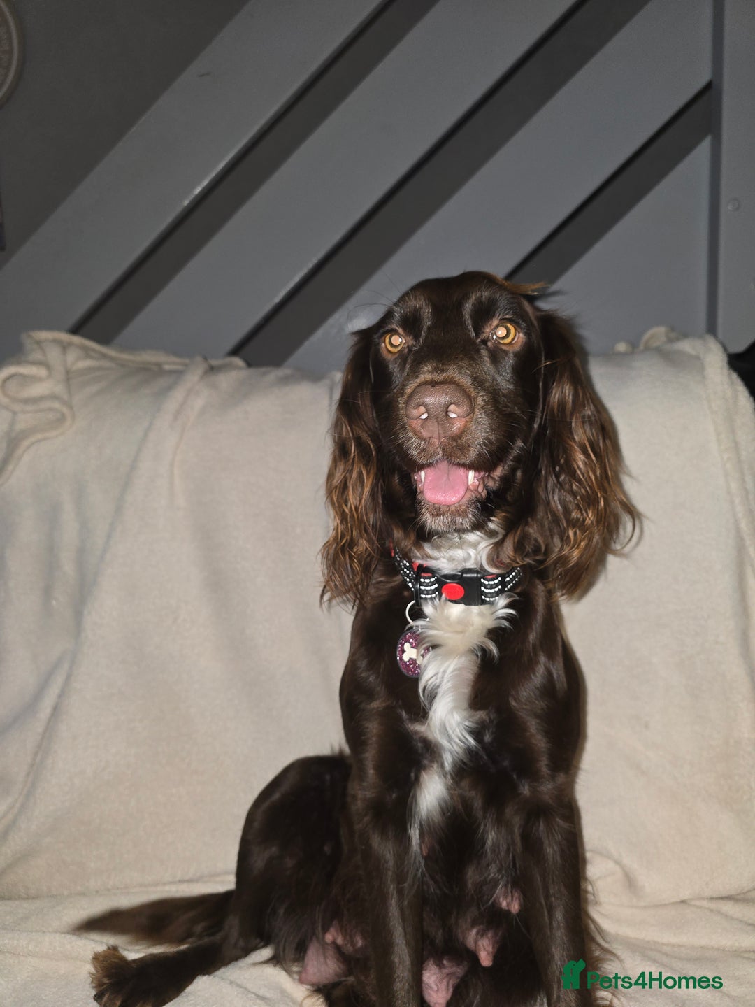 Cocker Spaniel dogs for sale: Working Cocker Spaniels - Image 15