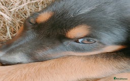 Huntaway dogs for sale: Male Huntaway Pups  - Image 5