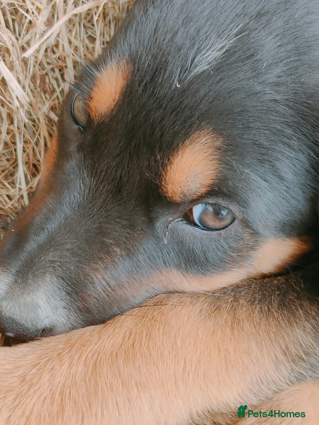 Huntaway dogs for sale: Male Huntaway Pups  - Image 5