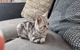 British Shorthair cats for sale: Lovely  British short hair kittens  - Image 12