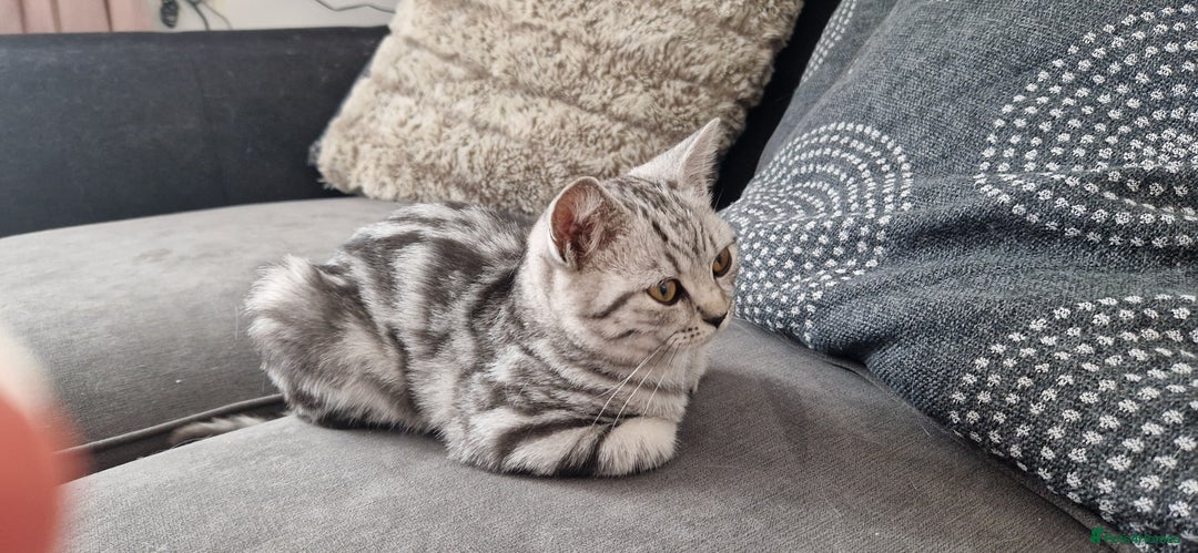 British Shorthair cats for sale: Lovely  British short hair kittens  - Image 12