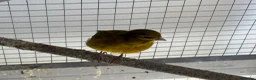 Canaries birds for sale: Raza singing canary cocks only - Advert 4
