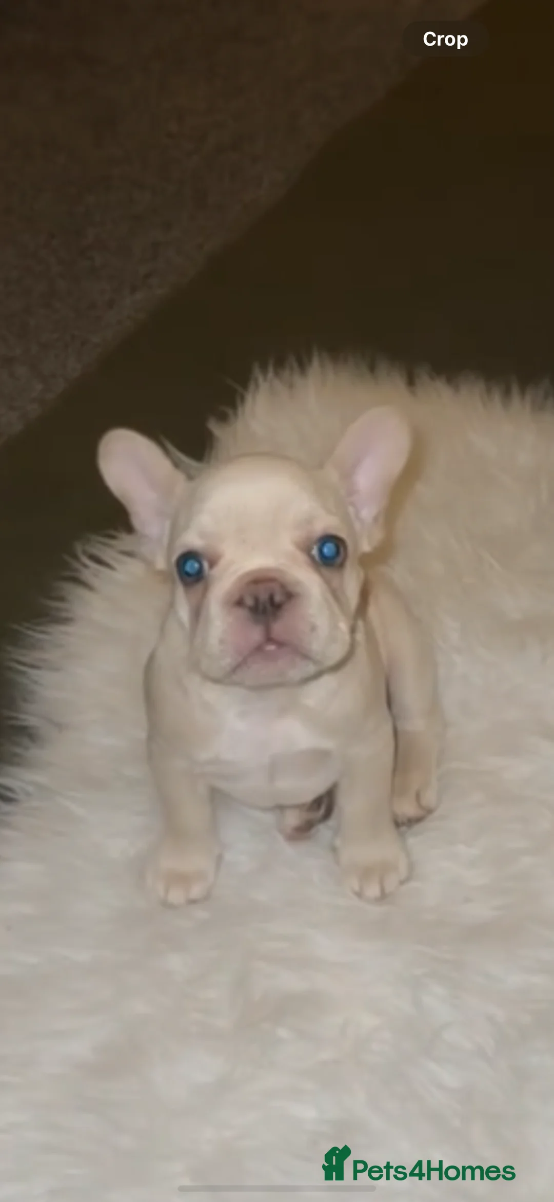 French Bulldog dogs for sale: Triple platinum fluffy carrier french bulldog  - Advert 2