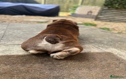 English Bulldog dogs for sale:  BRITISH BULL DOG .please the Description!  - Image 5
