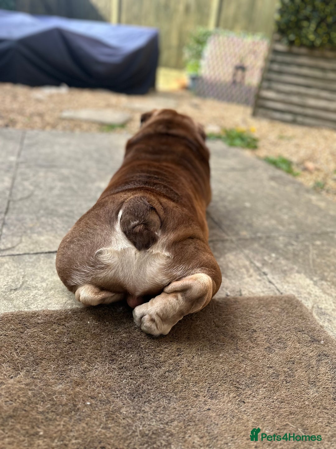 English Bulldog dogs for sale:  BRITISH BULL DOG .please the Description!  - Image 5
