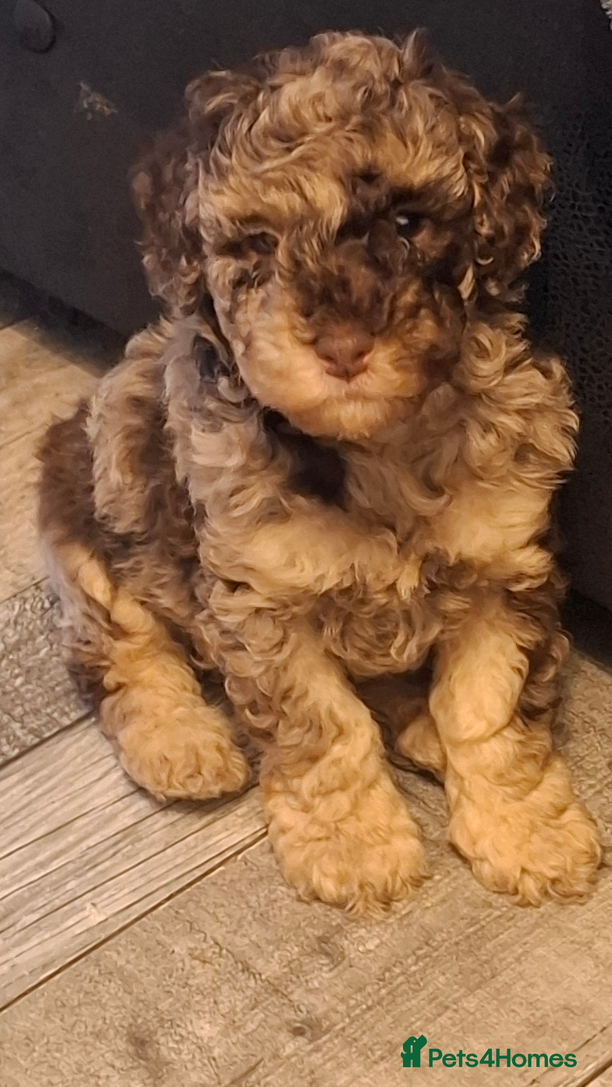 Cockapoo dogs Minature cockapoo puppies - Advert 17