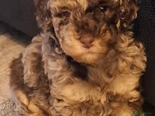 Cockapoo dogs Minature cockapoo puppies - Advert 17