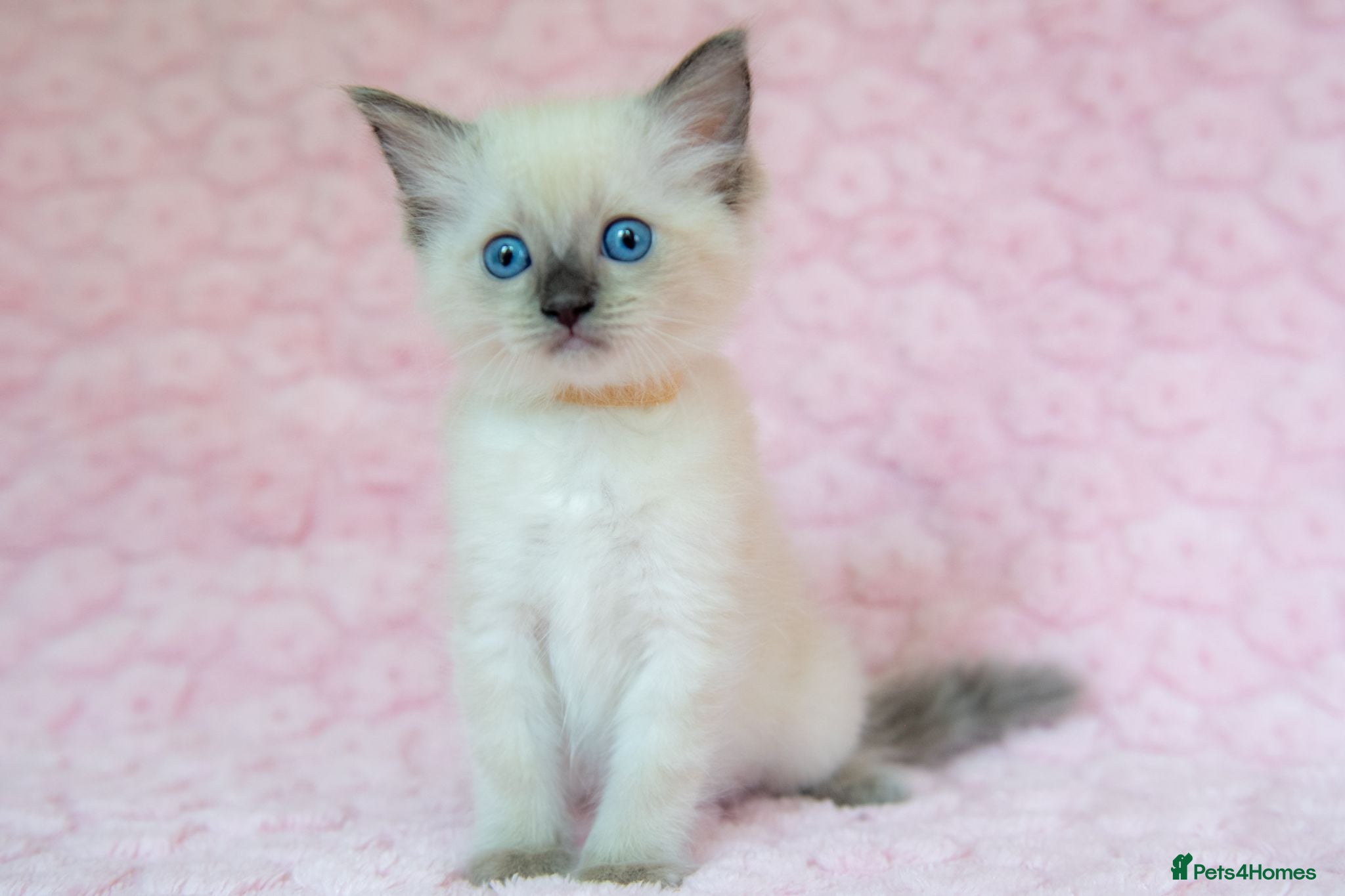 Ragdoll cats Stunning Ragdolls Ready Now. - Advert 2