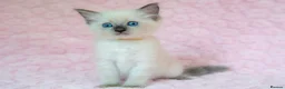 Ragdoll cats for sale: Stunning Ragdolls Ready Now. - Advert 2
