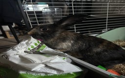 English rabbits for sale: Two beautiful female bunnies for sale. - Image 3