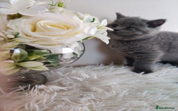 British Shorthair cats for sale: Beautiful pedigree bsh babies  - Image 4