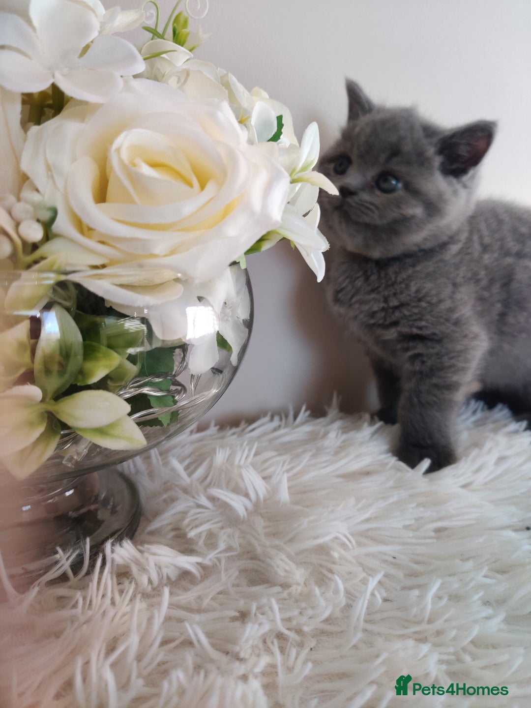 British Shorthair cats for sale: Beautiful pedigree bsh babies  - Image 4