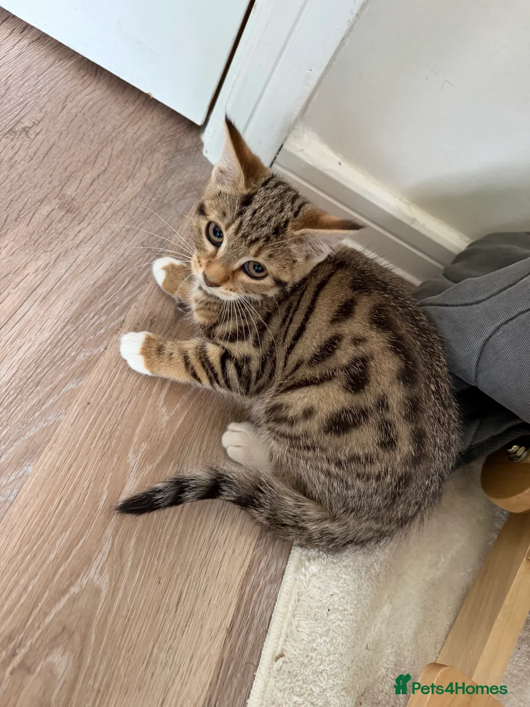 Mixed Breed cats for sale: Kittens available now  - Advert 2