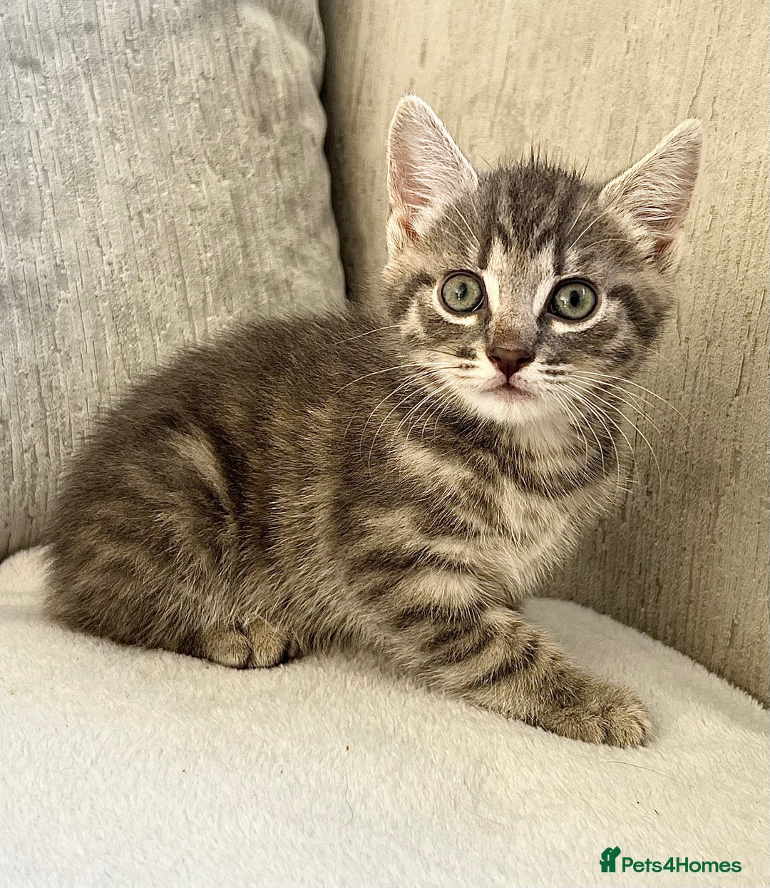 Mixed Breed cats for sale: Beautiful Tabby Kittens For Sale  - Image 10