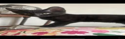 Mixed Breed cats for sale: Black kittens x3  - Advert 2