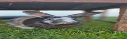 Mixed Breed rabbits for sale: Monster Munch - neutered & Vaccinated  - Advert 3