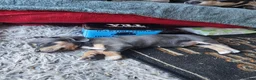 Chiweenie dogs for sale: Chihuahua x mini dachshund - Advert 2
