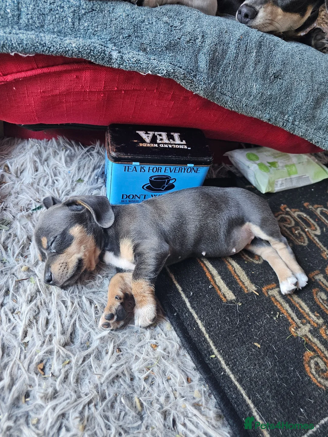 Chiweenie dogs for sale: Chihuahua x mini dachshund - Advert 2