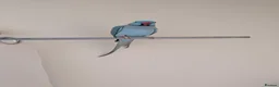 Ringnecks birds for sale: 2 Beautiful Ringnecks Male - Advert 3