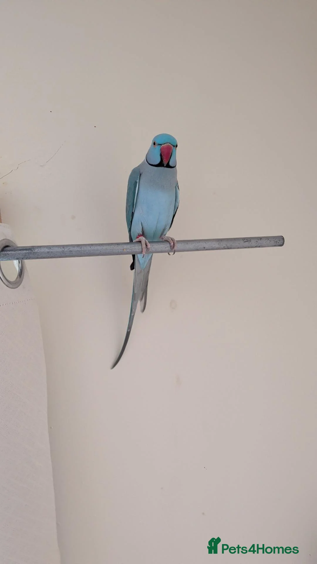 Ringnecks birds for sale: 2 Beautiful Ringnecks Male - Advert 3