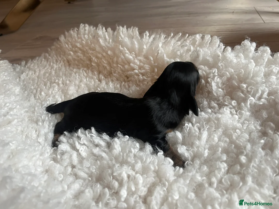 Miniature Dachshund dogs for sale: Miniature dachshunds for sale  - Advert 8