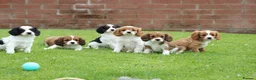 Cavapoo dogs for sale: Beautiful Cavapoo puppies for sale - Advert 17