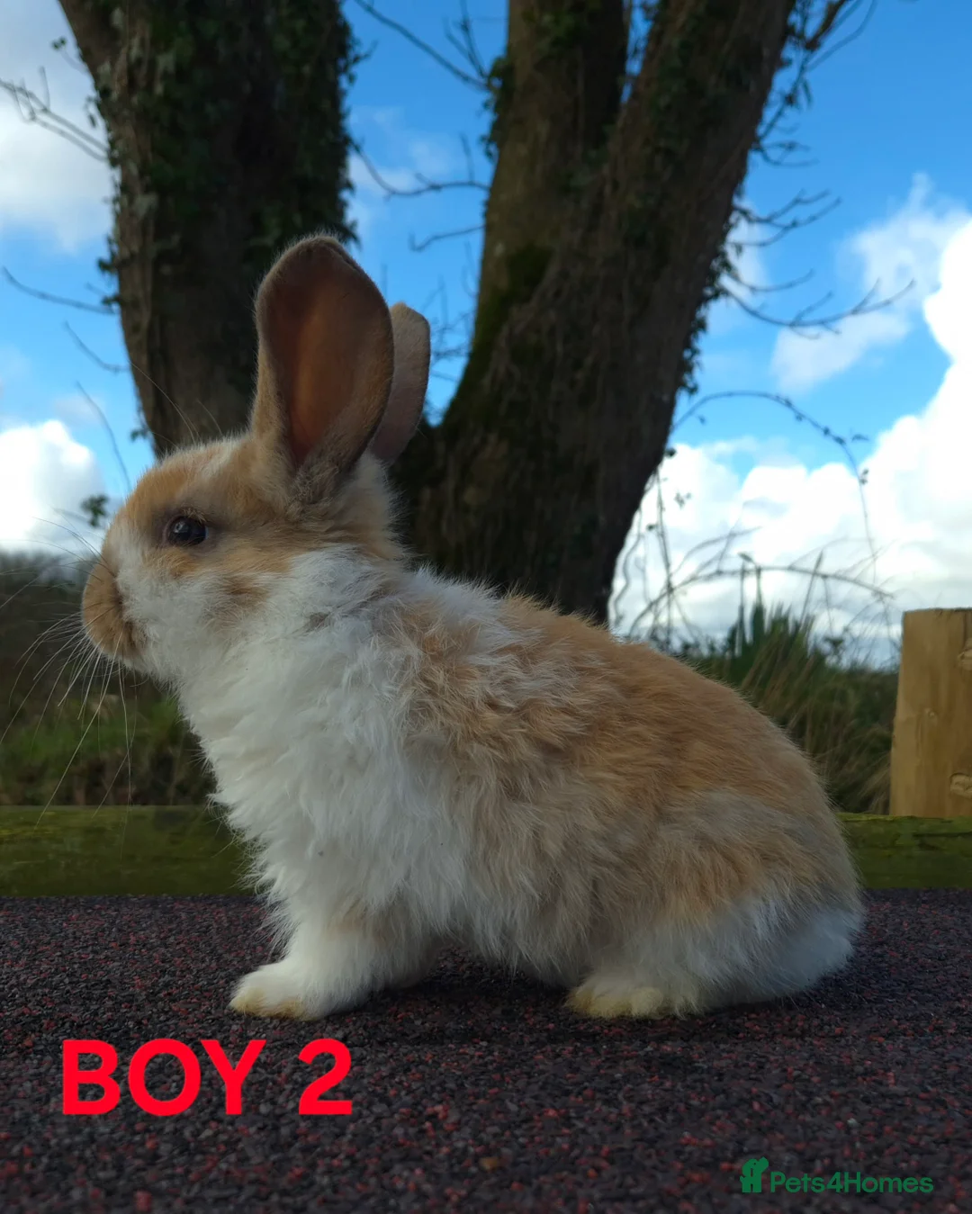 French Lop rabbits for sale: Stunning French Lops  - Advert 6