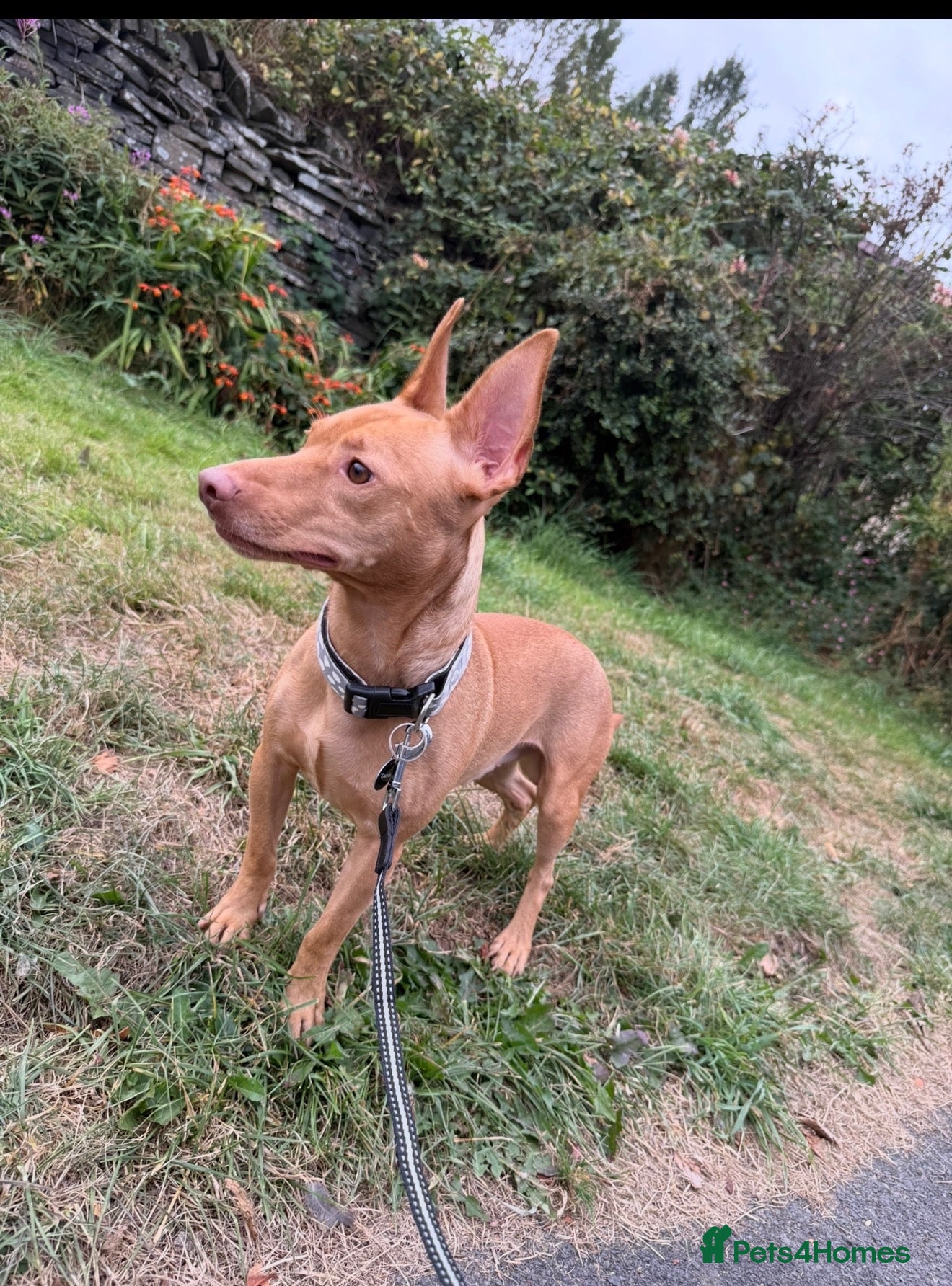 Portuguese Podengo dogs 22 month old Podenco  - Advert 1