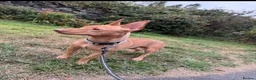 Portuguese Podengo dogs for sale: 22 month old Podenco  in Rochdale - Advert 1