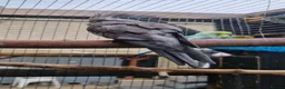 Cockatiels birds for sale: 3 8 week old cockatiels for sale £90 each - Advert 19