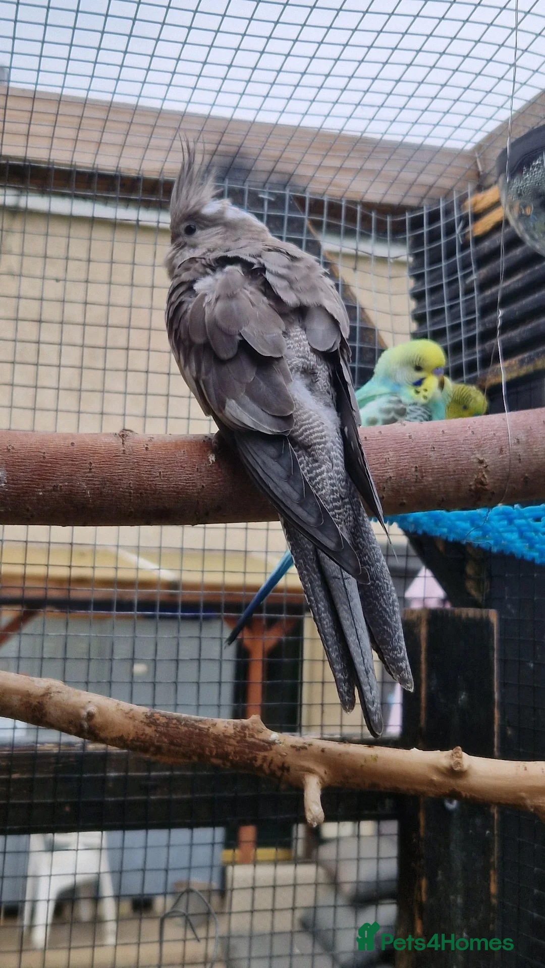 Cockatiels birds for sale: 3 8 week old cockatiels for sale £90 each - Advert 19