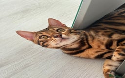 Bengal cats for sale: ❕Bengal cat for sale❕ - Image 2