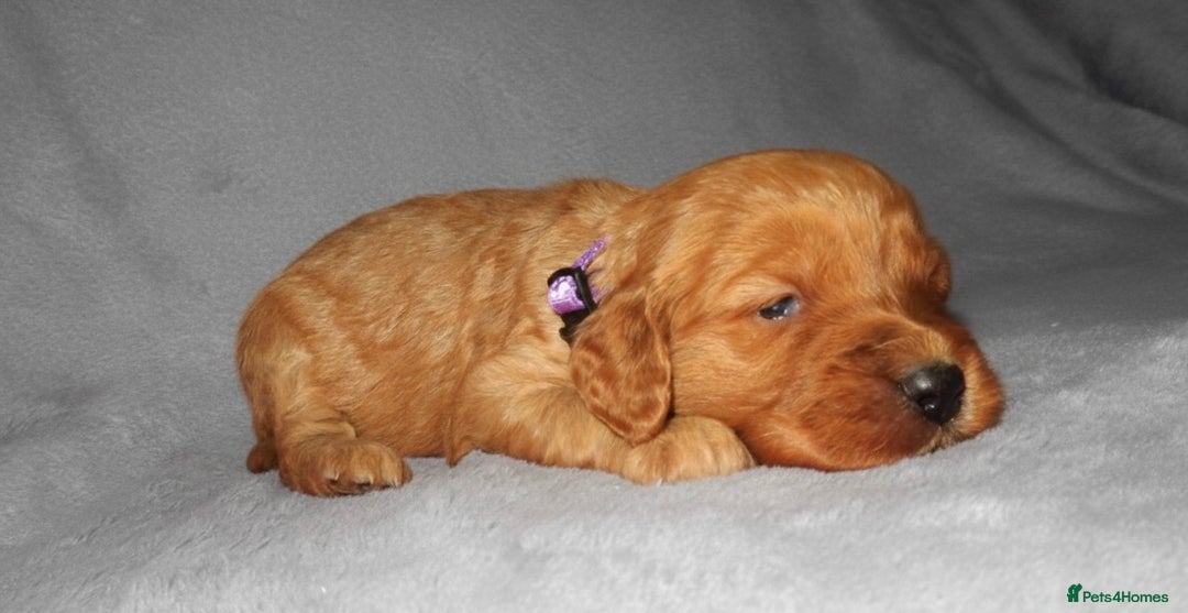 Cockapoo dogs for sale: Cockapoo Puppy’s 🐶🐾 - Advert 3