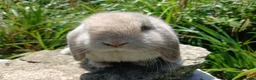 Mini Lop rabbits for sale: Stunning pure bred mini lops - Advert 4