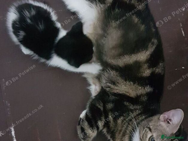 Mixed Breed cats Sweet 3‑month boy kitten – ready for her new home. - Advert 2