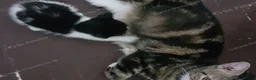 Mixed Breed cats for sale: Sweet 3‑month boy kitten – ready for her new home. - Advert 1