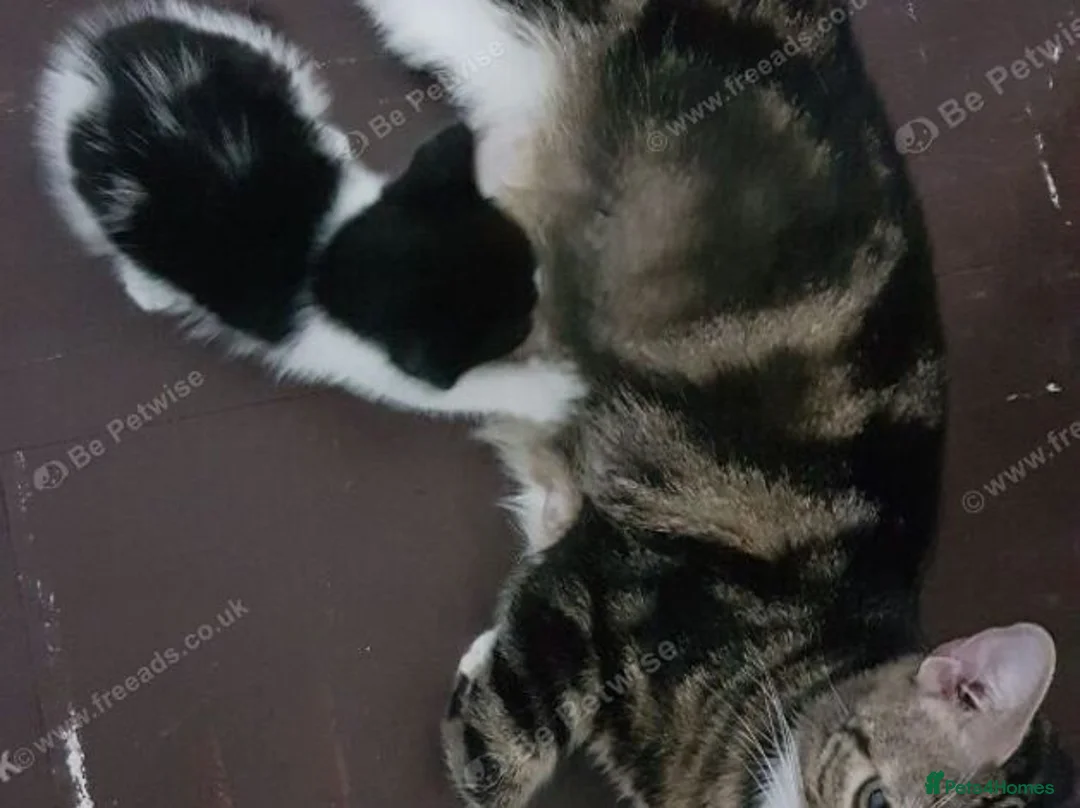 Mixed Breed cats for sale: Sweet 3‑month boy kitten – ready for her new home. - Advert 1