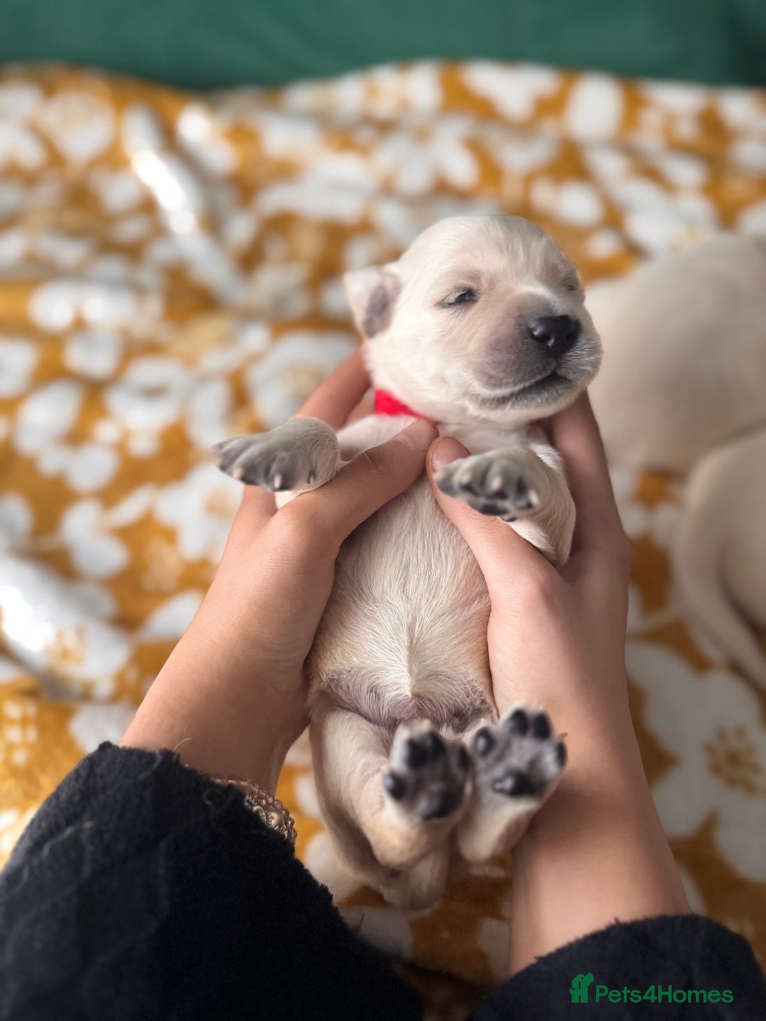 Golden Retriever dogs for sale: Champion line-KC Reg. Golden Retriever Puppies💖💙 - Advert 14