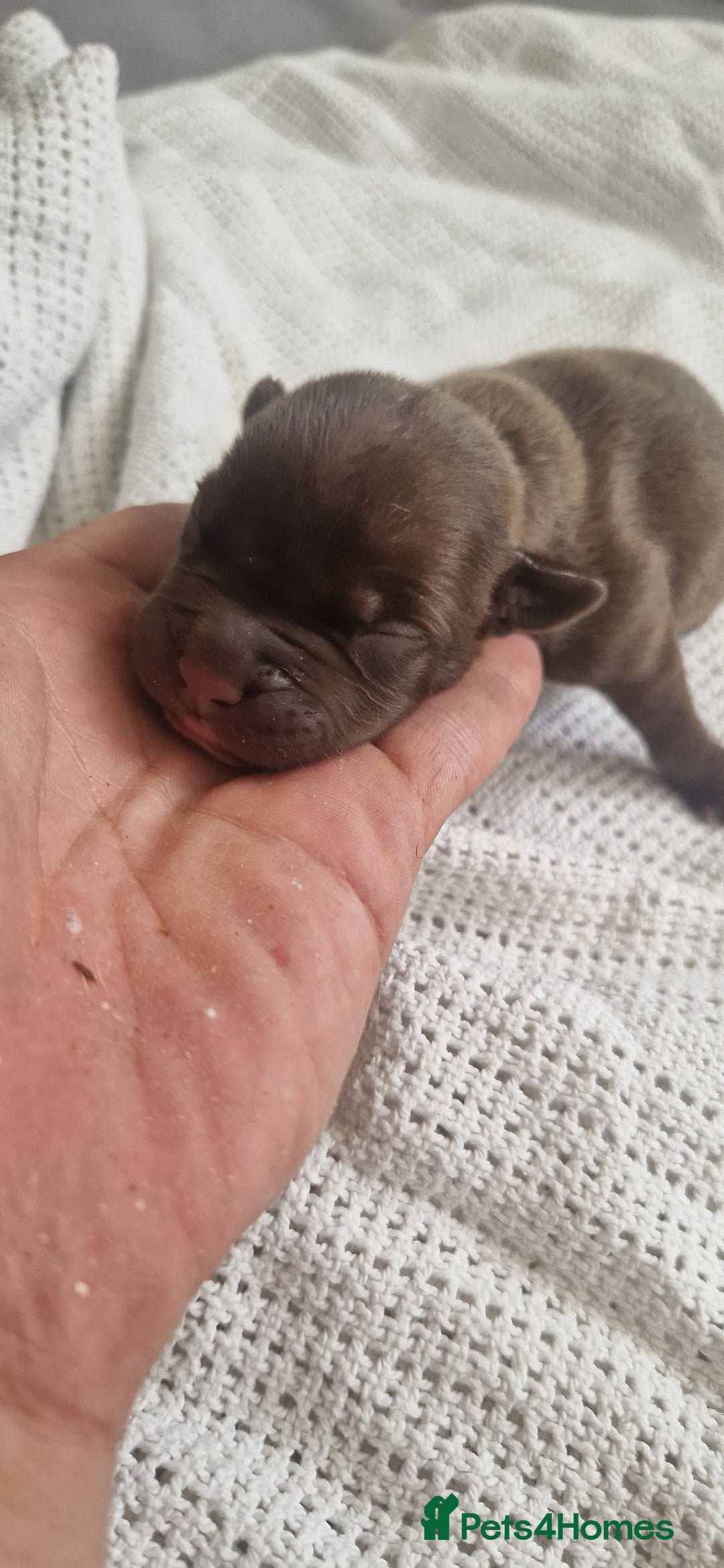 Mixed Breed dogs for sale: 8 Bully X Puppies  - Image 17