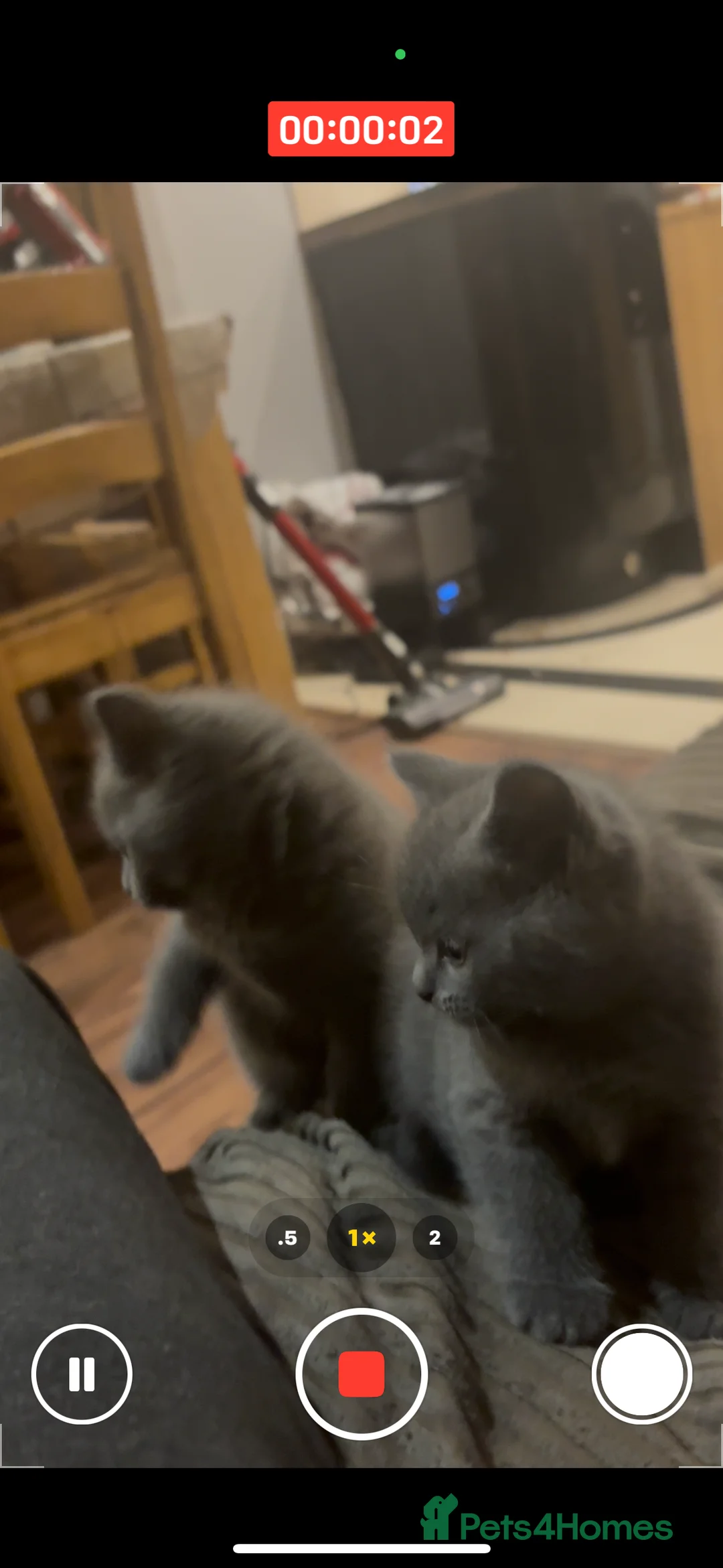 British Shorthair cats for sale: British Shorthair kittens  - Advert 23