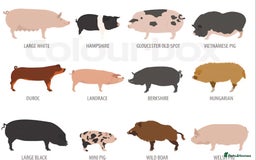Pig livestock for sale: Micro pigs /t cup - Image 13